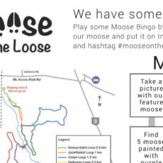 moose on the loose Fernie