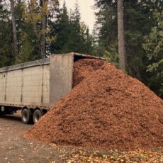 wood chips rocky mountain landscape bark